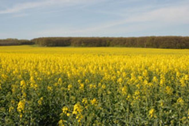 Slovakia has upped the production of rapeseed for use in bio-fuels.