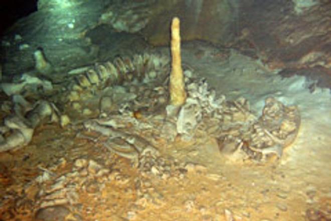 Czech and Slovak spelunkers discovered the complete skeleton of a prehistoric tiger in Mexico.