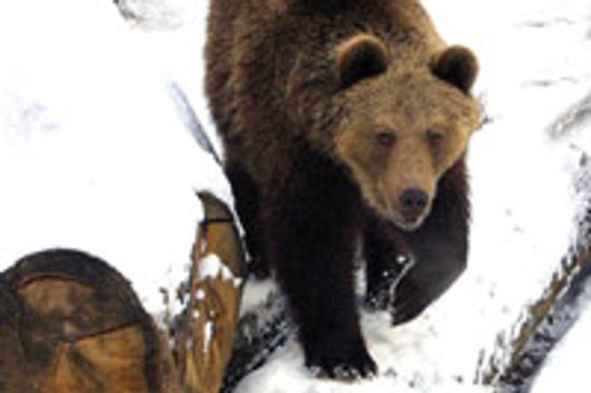 Nature experts estimate the number of bears in Slovakia at 800.