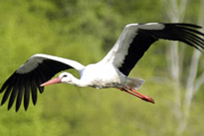 White storks have already started arriving from South Africa.