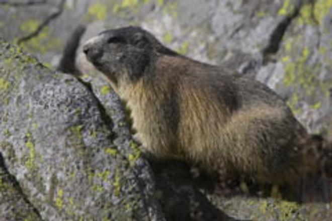 Conservationists want to reintroduce the marmot to the Belianske Tatry.