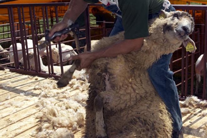 A sheep shearer in action in Liptovská Lúžna. 