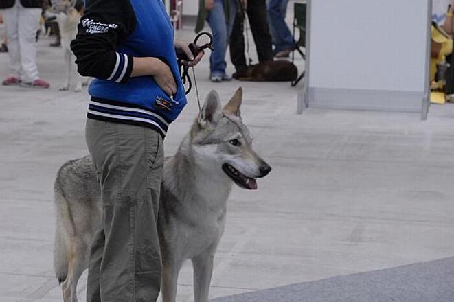 This female wolf dog from Italy won a CAC award and the best of breed award. 