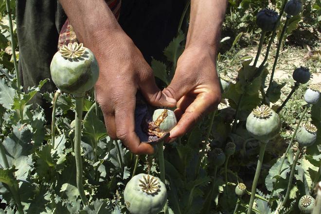 Opium being tapped from poppies.