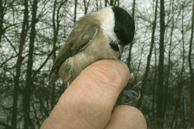 The Marsh Tit is one of the rarer birds visiting Slovakia.