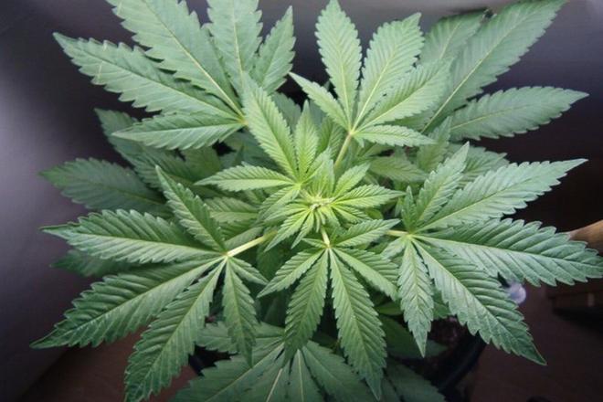 Growing or using cannabis is illegal in Slovakia.