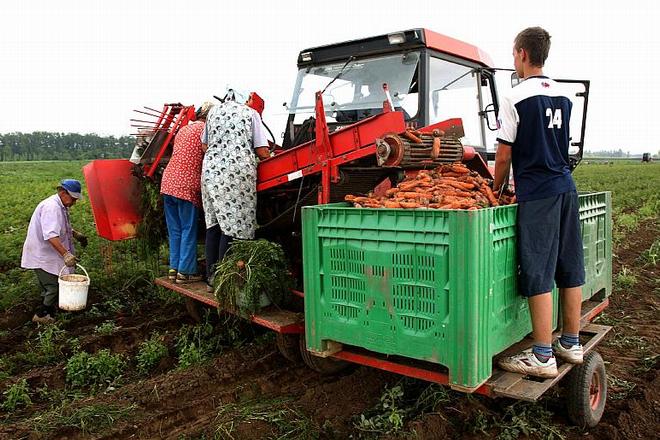 Slovakia's 2009 harvest could fall almost 15%.