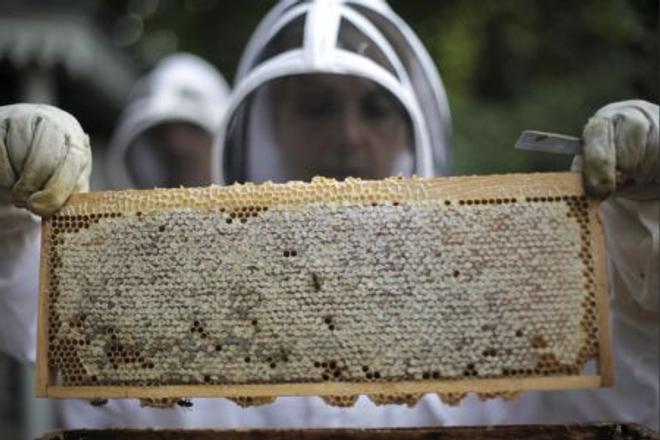 Honey-makers from the Luxembourg Gardens of Paris.