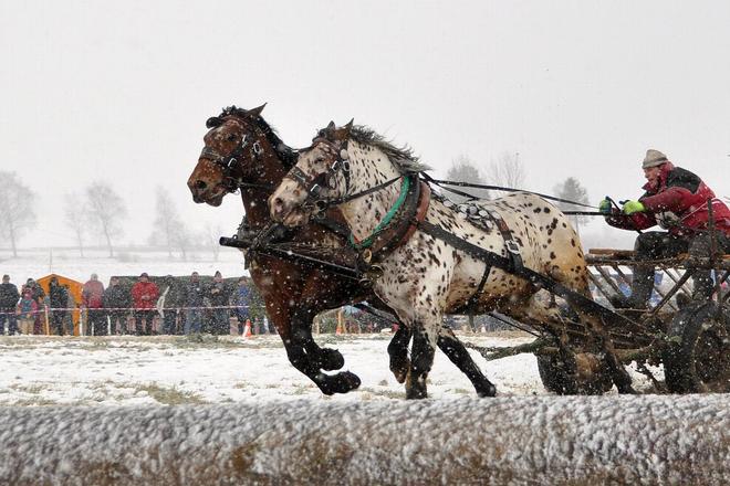 Pavol Kitaš from Golianov was one of the winners at the workhorse competition in Orava. 