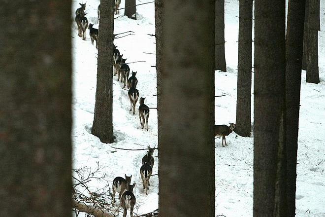 Winter is tough for game animals and forces them to migrate.