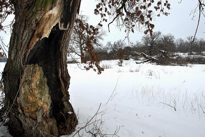 The Gavurky reserve features ancient oaks.