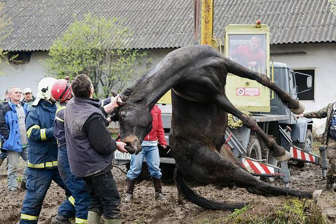 Grizu is hoisted out of the unused well. Despite his ordeal, the horse survived.