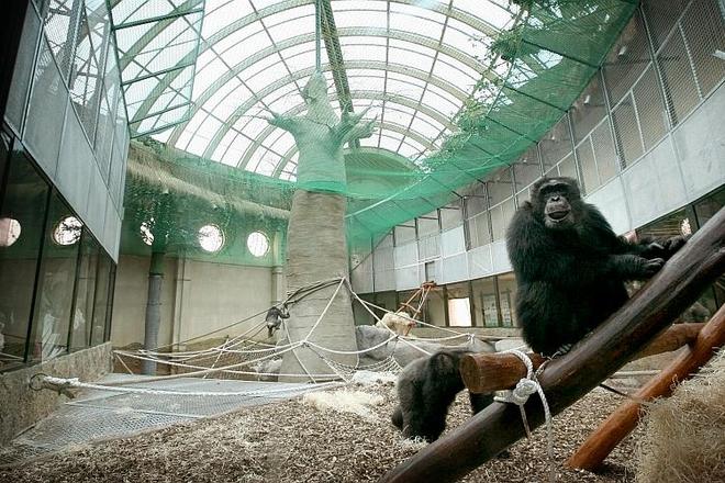 Bratislava Zoo opened a new Pavilion of Great Apes. 