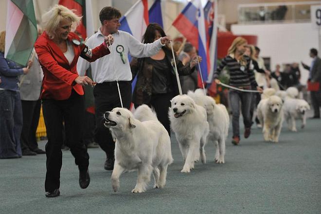 Slovak čuvačs at the Duodanube Dog Show. 