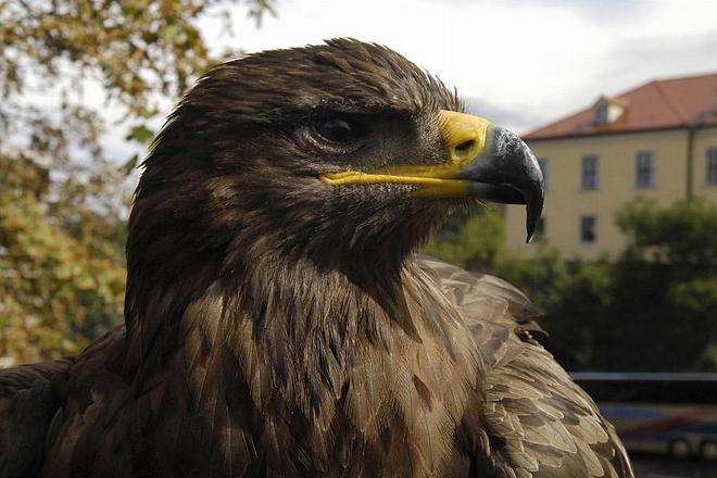 You lookin' at me? Golden eagles can now be observed live via a nest camera.