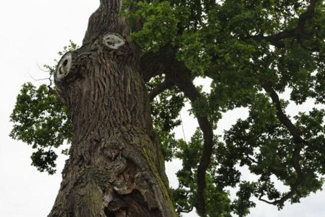 The winning tree