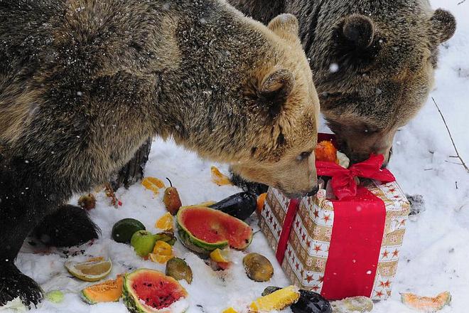 Could it be fresh salmon? Cindy and her brother Ťapík celebrate their ninth birthday. 