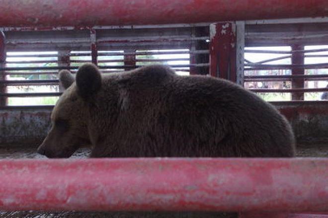 A brown bear on a return trip to the forest, distant from human dwellings.