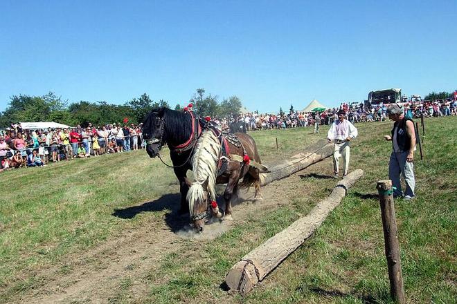 Ján Francisty Jr and his team of horses took home the top prize.