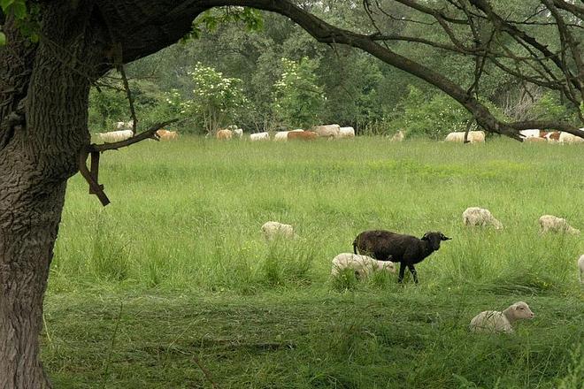 Animal grazing returns after a 50-year break.
