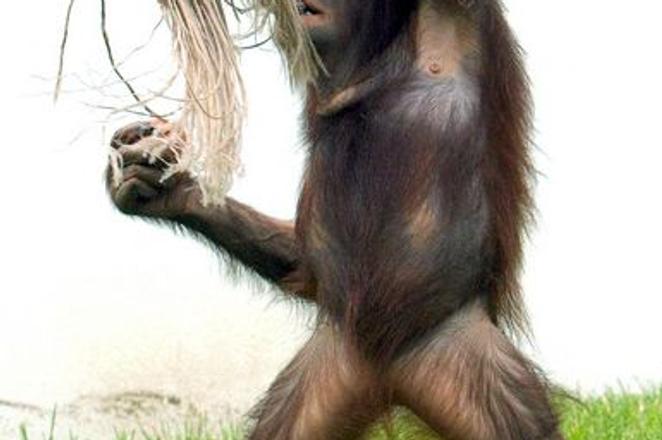 Bojnice's orangutans arenowonline