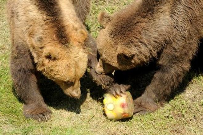 Bears fighting for ice-cream in Košice zoo
