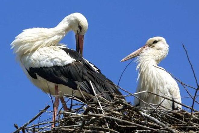 Storks