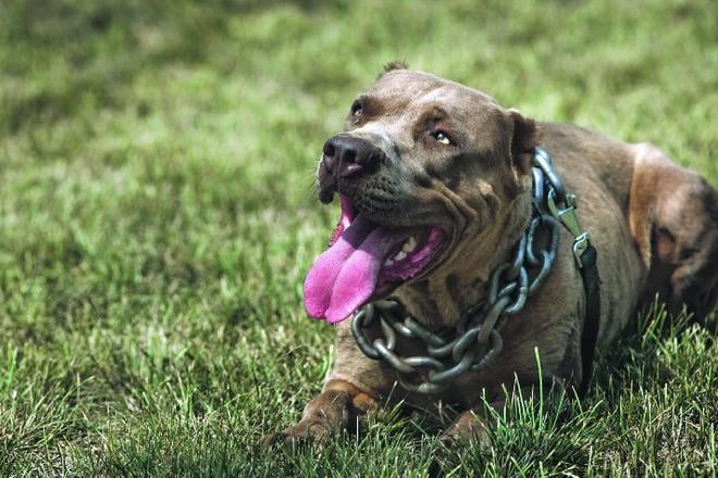 A Bandog, one of the breeds being discussed.