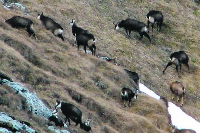 The Tatras' chamois population seems to be growing steadily.
