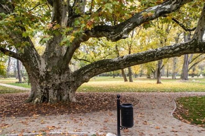The Tree of the Year, a "London plane tree" in Komjatice