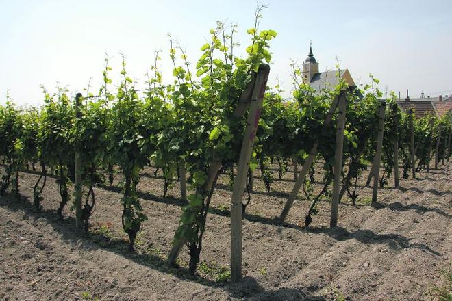 Slovak varieties are cultivated to suit the local terroir.