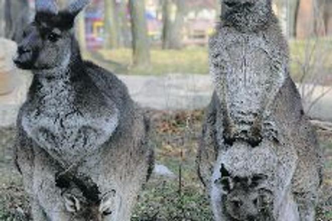 The kangaroo is a symbol of Australia.