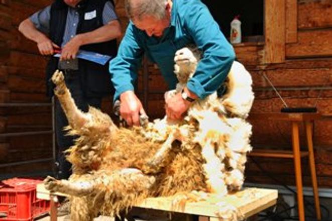 Sheep shearing is part of many competitions and festivals, like the one in Východná.  