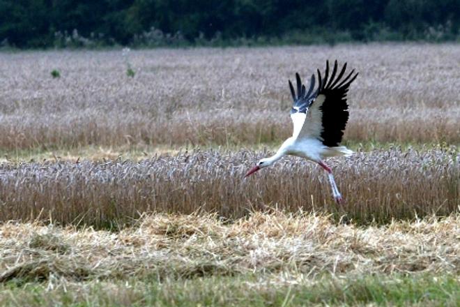 A white stork 