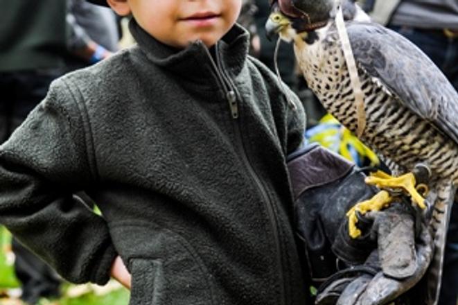 Young falconer in Poľný Kesov