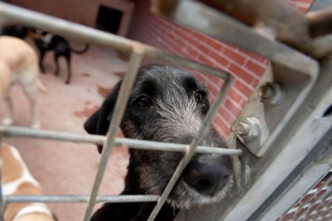 The Sloboda Zvierat's animal shelter in Bratislava