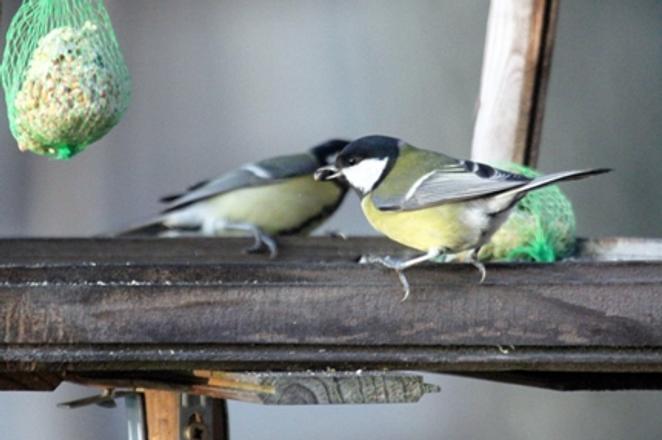 Birds in winter