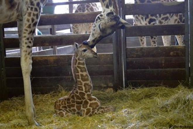The as-yet unnamed baby giraffe with his mother.