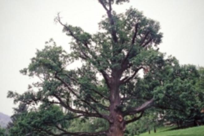 Slovak Tree of the Year 2013