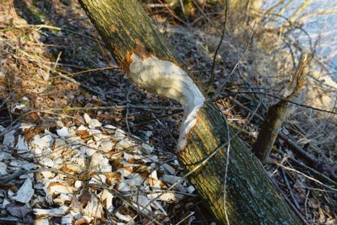 The unmistakable trace of beavers in the central-Považie region.
