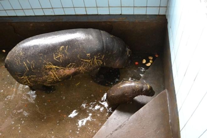 Liberian hippo Dášenka with her mtoher at the Bratislava zoo