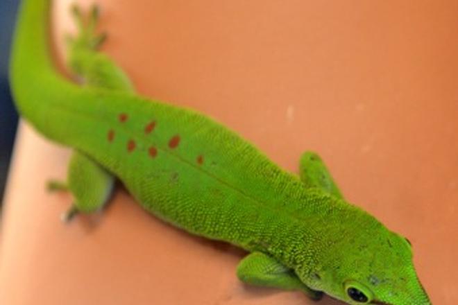 Phelzuma  madagascariensis, a new acquisition in Košice zoo 