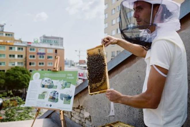 Beehives atop the Old Market Hall.