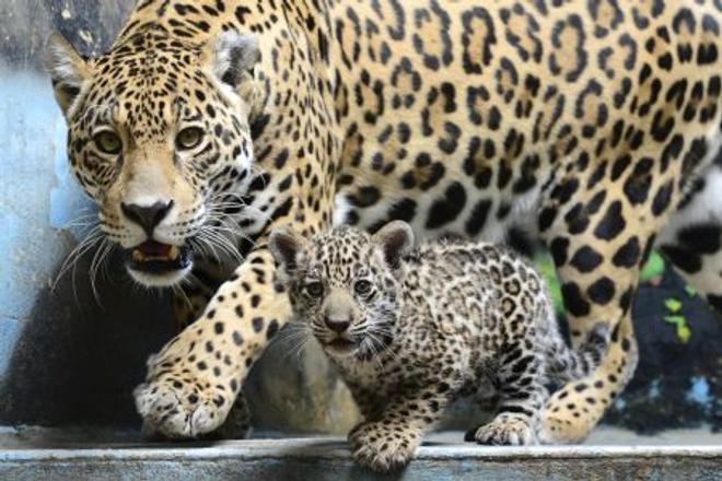 The new baby jaguar in Bratislava zoo.