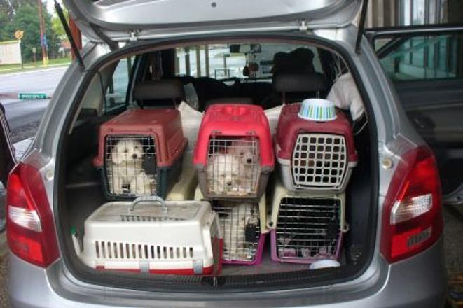Smuggled pupppies as contraband 