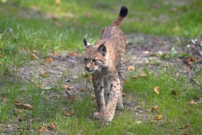 Bojnice lynx