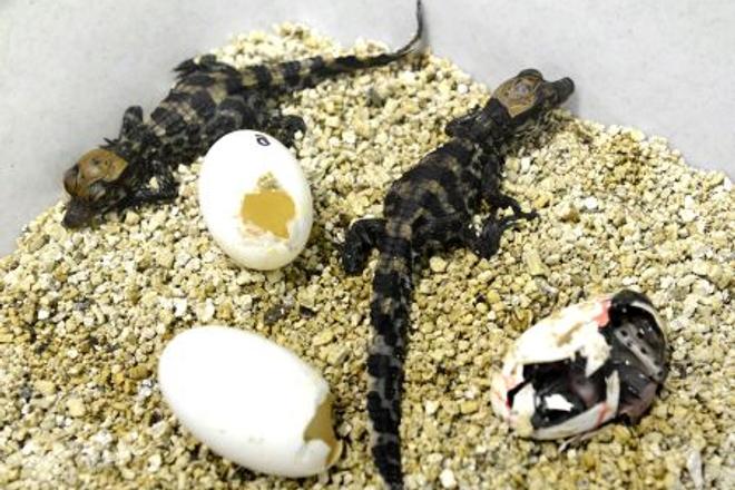 Brand-new baby crocodiles at the Košice zoo.