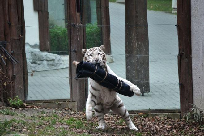 Tiger designer