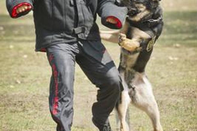 Dog protection training, illustrative stock photo.