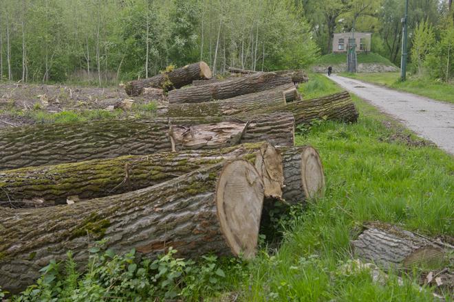 Trees cut down on Sihoť island.